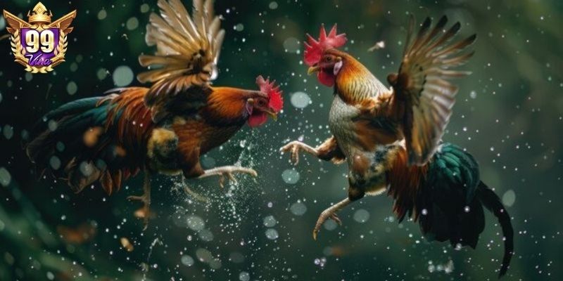 Đá gà 99Vina đầy kịch tính, minh bạch cao    