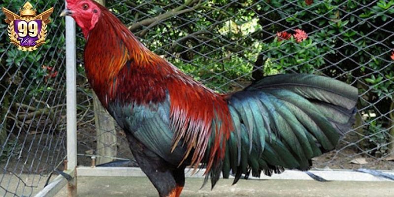 Gà ngũ sắc chân xanh mang lại năng lượng phong thủy tốt