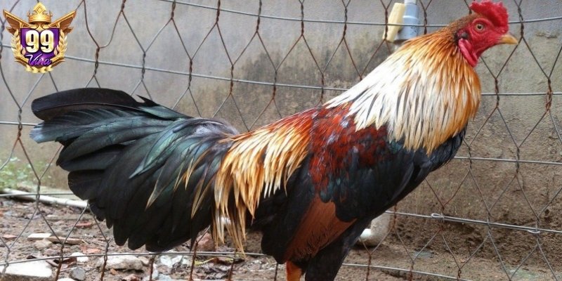 Sự xuất hiện của kê chiến như mở ra trận đấu ác liệt