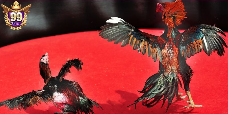 Tham gia cá cược đá gà 99Vina đầy hứng khởi Tham gia cá cược đá gà 99Vina đầy hứng khởi